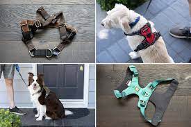 Utilizing huge dog harness to haul plenty