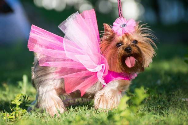 Major Pet Attires Which are Secure and Very Adorable