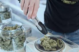 Find out the best idea substitute for buy affordable weed Canada safely