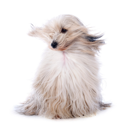Learn why you should choose the best at-home dog blow dryer