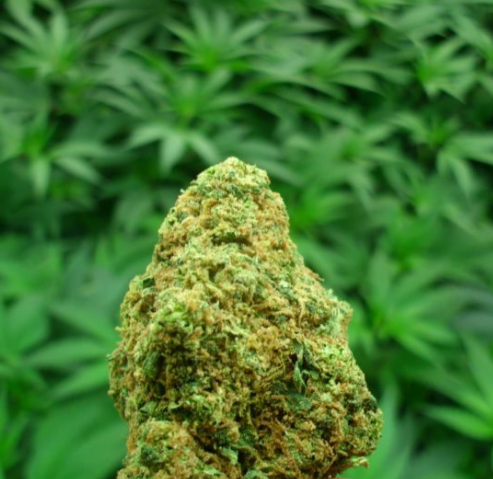 Obtain a cheap ounce deals Toronto weed shipping and delivery services