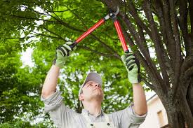 Professional Tree Services in San Antonio, TX: Expert Care for Your Trees