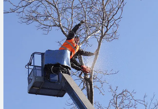 The Advantages of Tree Lopping for Your Property