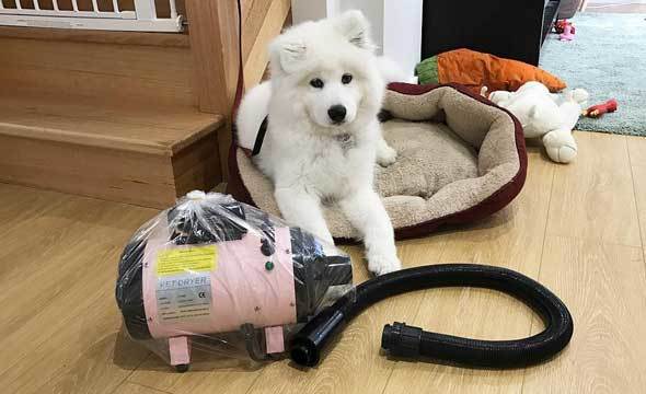 The dog hair dryer can be a helpful product or service to the care of your pet’s coat