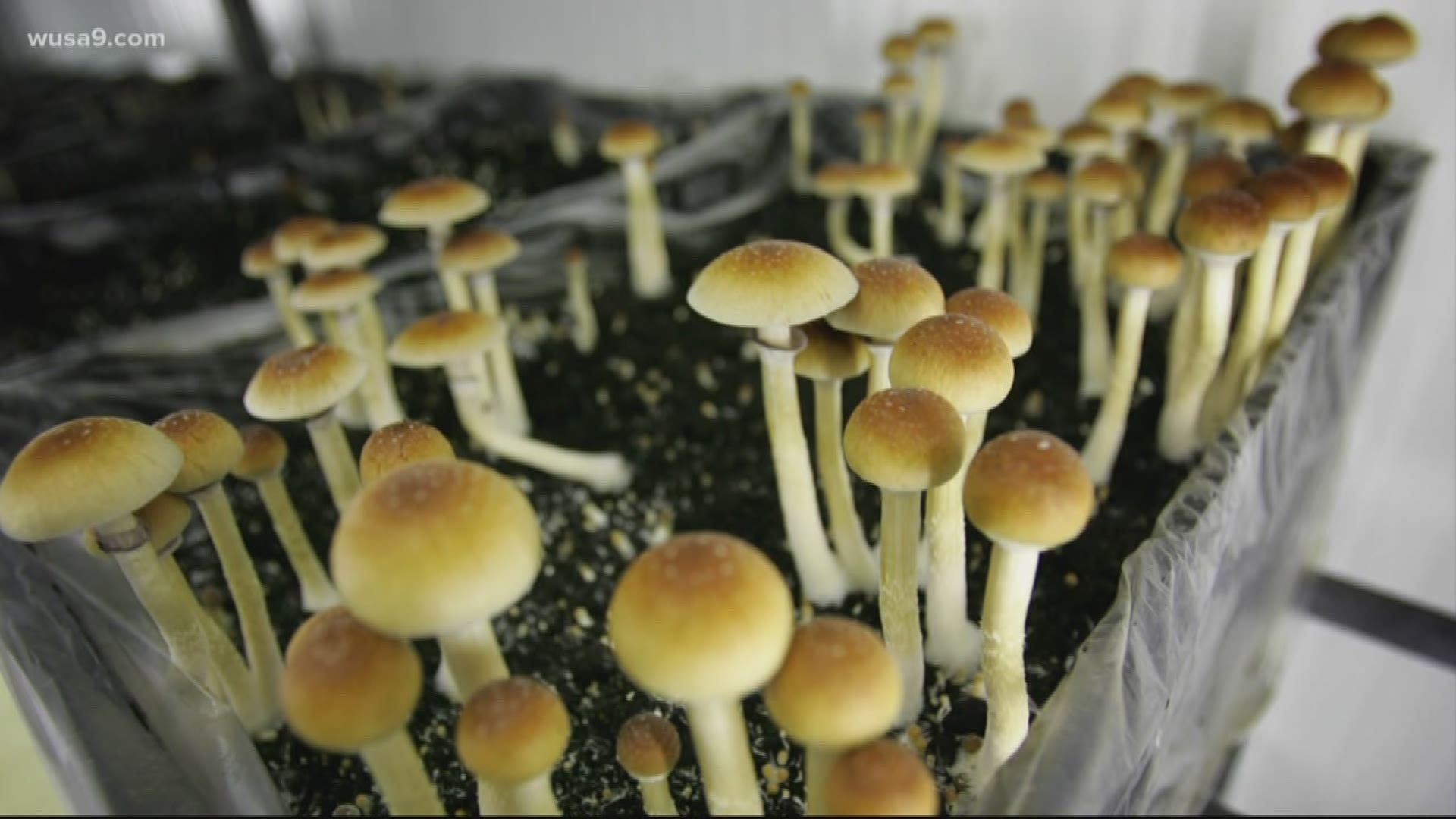 Intake of mushrooms: what you must know prior to