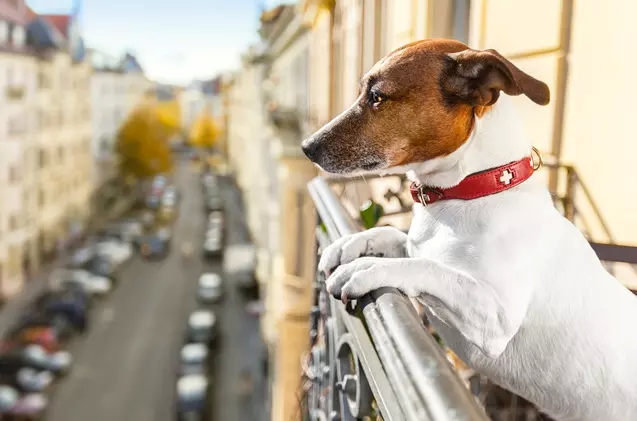 How to locate a Pet-Useful Condominium in the community