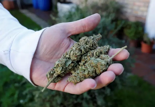Trippy Wizard Dispensary: Where by Miracle Fulfills Marijuana
