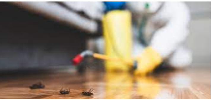Choosing the right Pest Control Organization