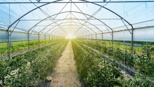 A Garden of Glass: Exploring the Allure of Greenhouses