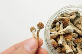 Psilocybin and Mental Health: A New Frontier in Therapy