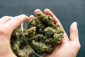 A Connoisseur’s Guide to Buying Weed in Canada