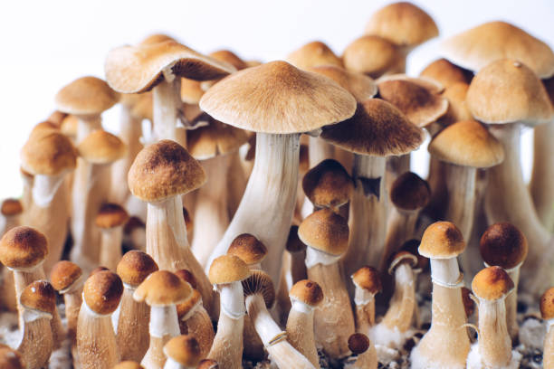 Enchanting Experiences: Buy Magic Mushrooms Online